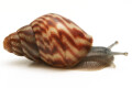Achatina balteata infrafusca Congo juvenil 2,5cm
